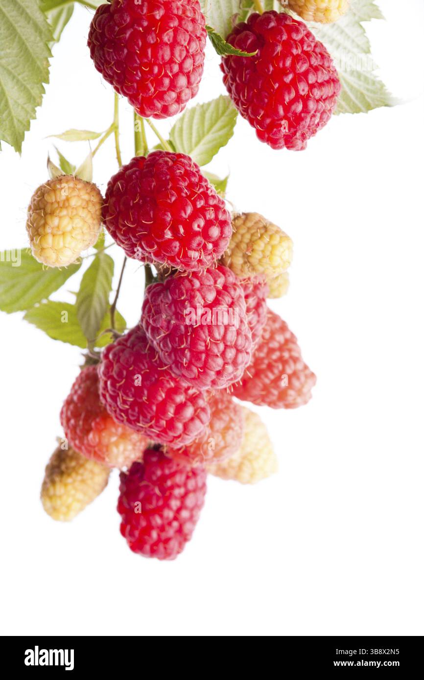 Himbeeren mit grünen Blättern, die isoliert auf weißem Hintergrund Stockfoto