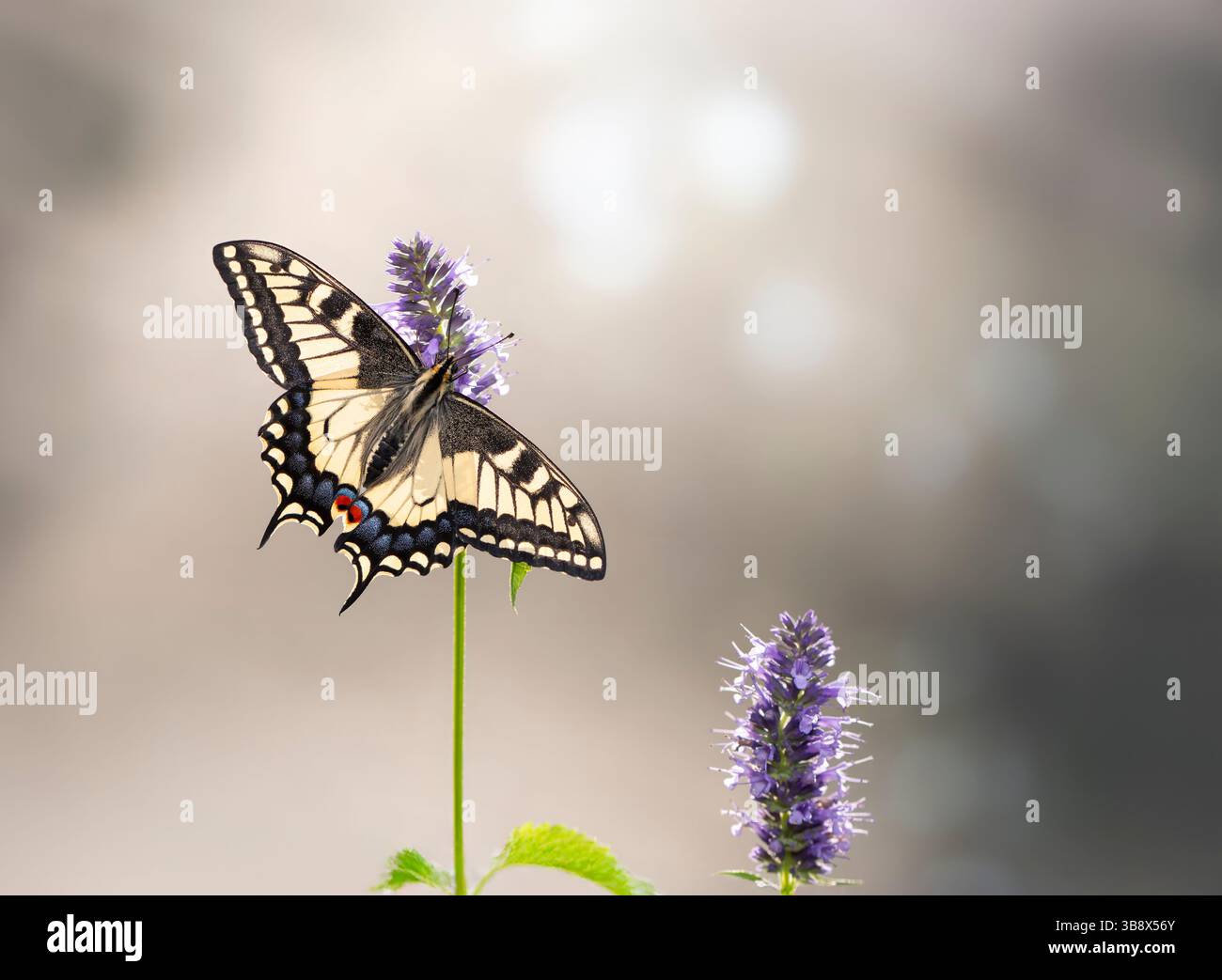 Makro eines Oregon-Schwalbenschwanz-Schmetterlings (papilio bairdii oregonius), der sich von agastache Süßholzminze ernährt. Bokeh-Hintergrund. Stockfoto