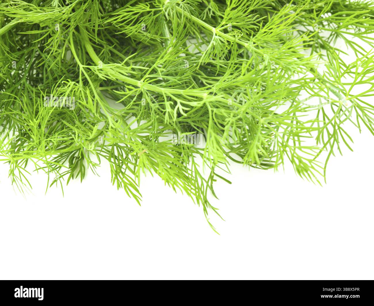 Frische Zweige von grünen Dill isoliert auf weißem Hintergrund Stockfoto