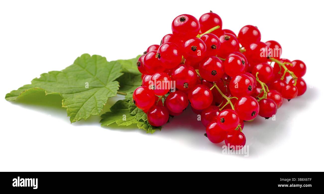 Johannisbeeren mit grünen Blättern isoliert auf weißem Hintergrund. Nahaufnahme, tief im Feld Stockfoto