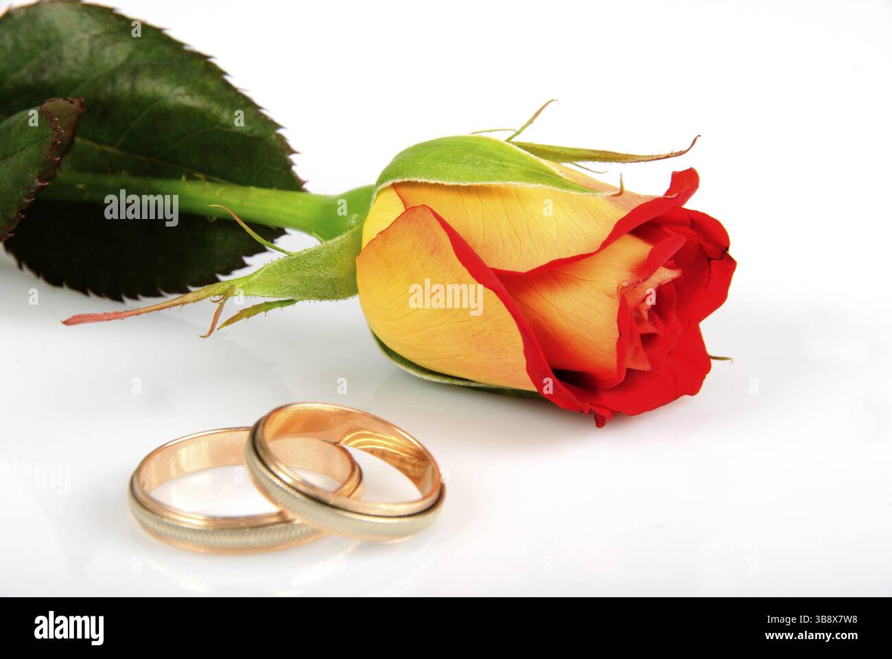 Rose und Ringe isoliert auf weißem Hintergrund. Hochzeitspostkarte Stockfoto