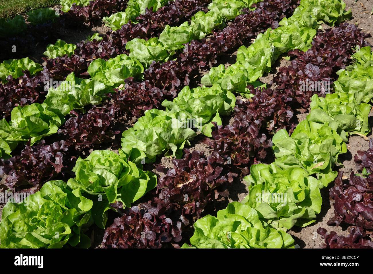 Reihen grüner und roter Blattsalat, die im Garten wachsen Stockfoto