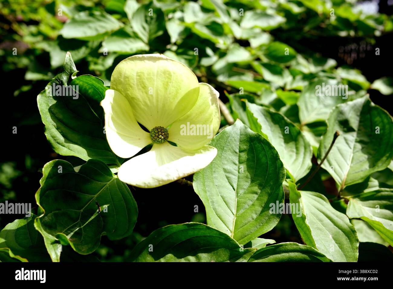 Cornus kousa Venus Stockfoto
