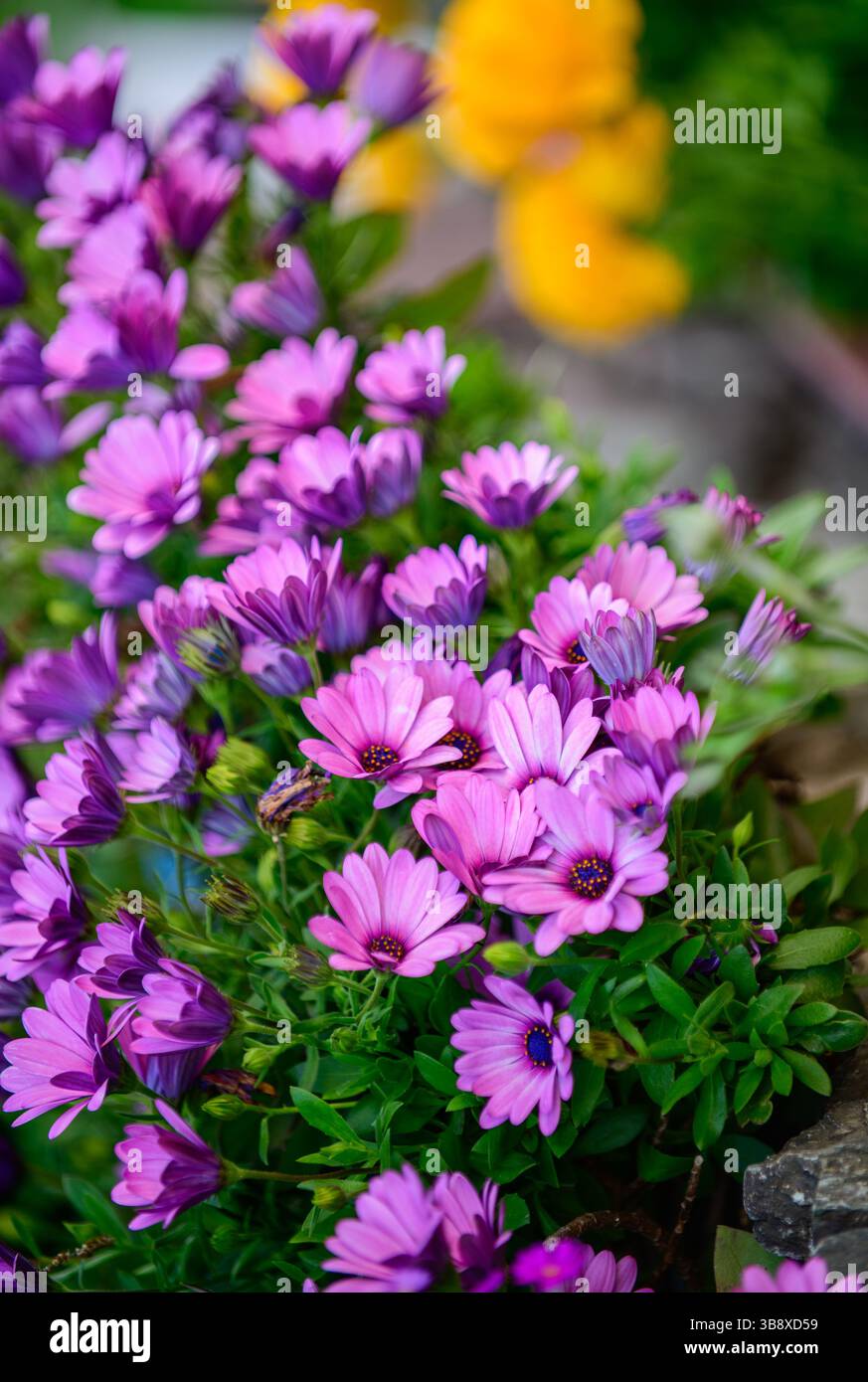 cape Marguerite Blume oder Dimorphotheca ecklonis blüht vor dem Haus in japan, Blumenkonzept Stockfoto