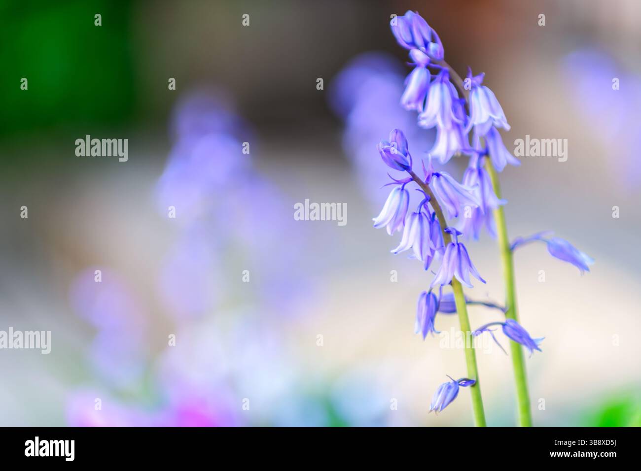 Unscharfer Hintergrund. Blauglocken Nahaufnahme, selektiver Fokus mit verschwommenem Hintergrund. Selektiver Fokus von spanischem Bluebell, Hyacinthoides hispanica, Endymio Stockfoto