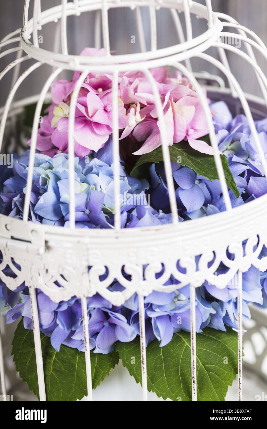 Hortensie blüht in weißen Vogelkäfig. Blumen-Dekoration für zu Hause Stockfoto Hortensie blüht in weißen Vogelkäfig. Blumen-Dekoration für zu Hause Stockfoto