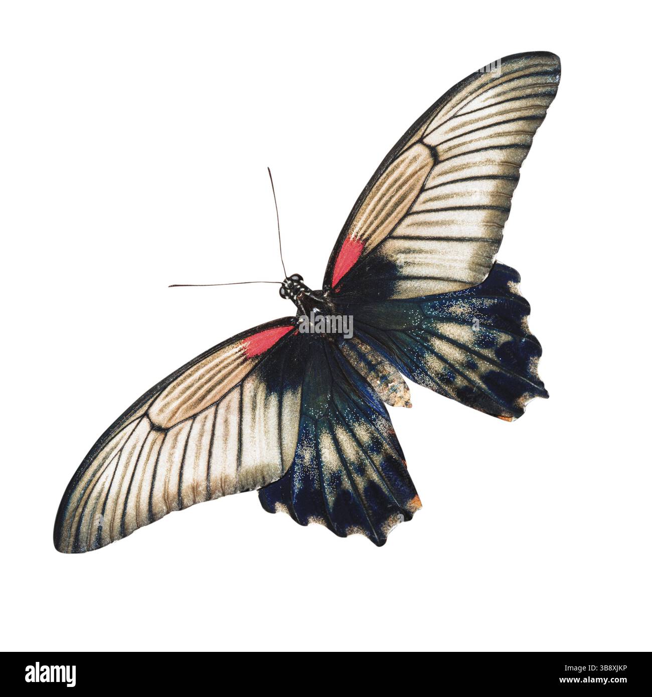 Tropisches Rot und Schwarz - Schmetterling isoliert auf weißem Hintergrund Stockfoto