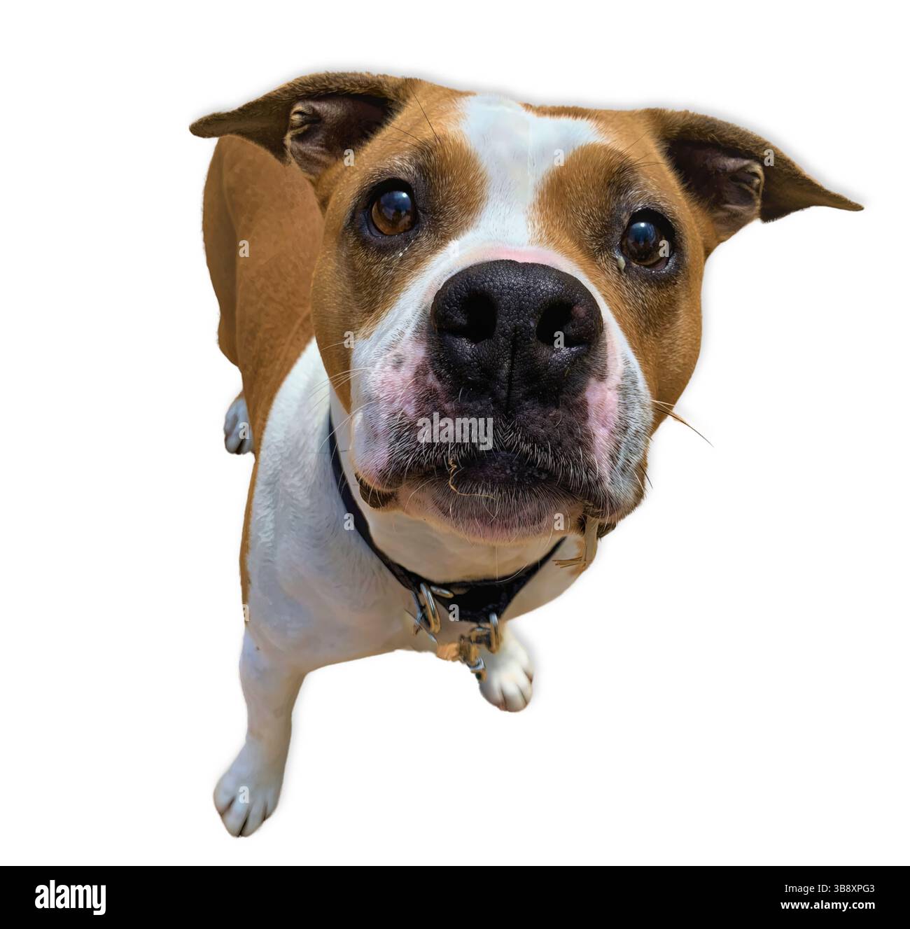 Die braune und weiße Boxer- oder Pit Bull-Mischung blickt neugierig in die Kamera mit weiten Augen und einer auffälligen Schnauze, aufgenommen in einem isolierten Studio-Bild Stockfoto