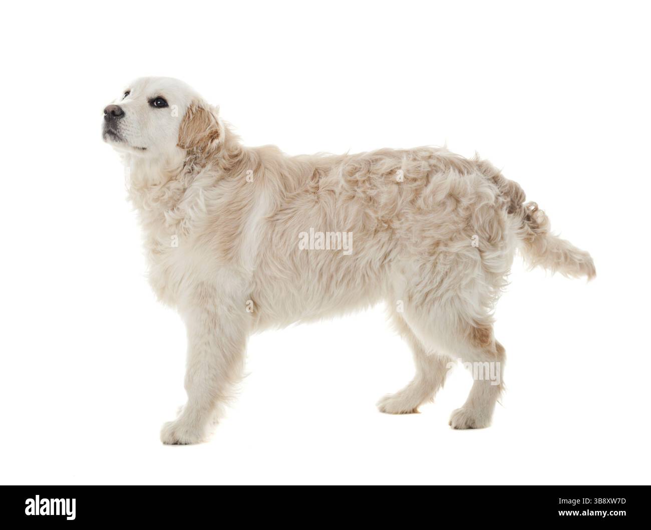 Golden Retriever Welpe isoliert auf weißem Hintergrund Stockfoto
