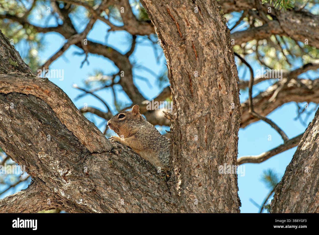 Steinhörnchen (Spermophilus variegatus / Otospermophilus variegatus) auf einem Baum, Grand Canyon National Park, Arizona, USA Stockfoto