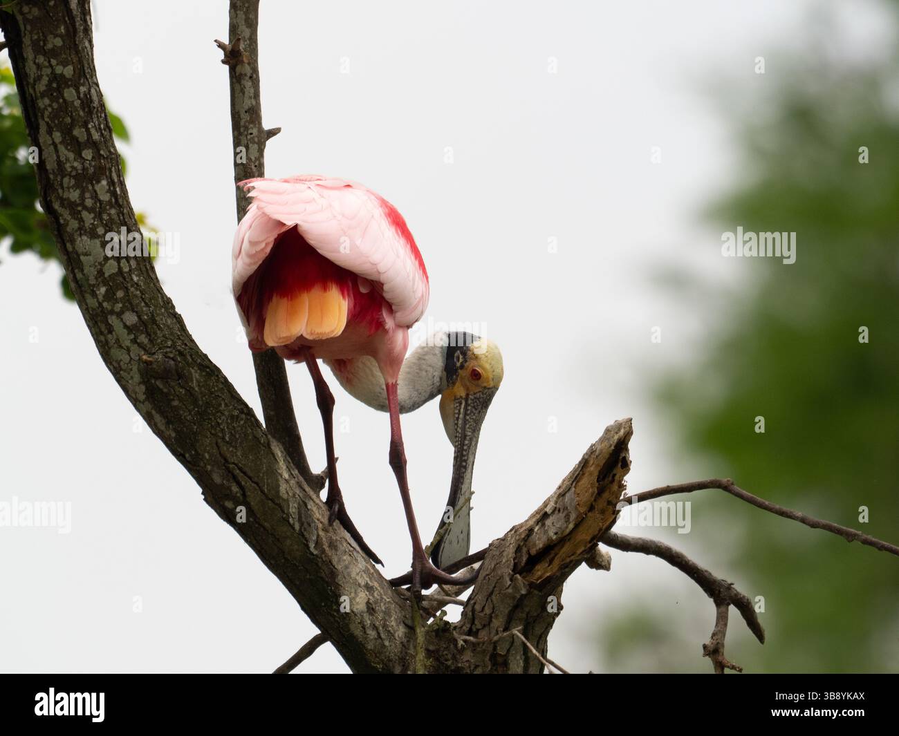 Nahaufnahme eines Rosenlöffels, der Zweige in einem toten Baum greift, um sein Nest zu bauen. Fotografiert an einem bewölkten Tag mit geringer Schärfentiefe in Alvin, Stockfoto