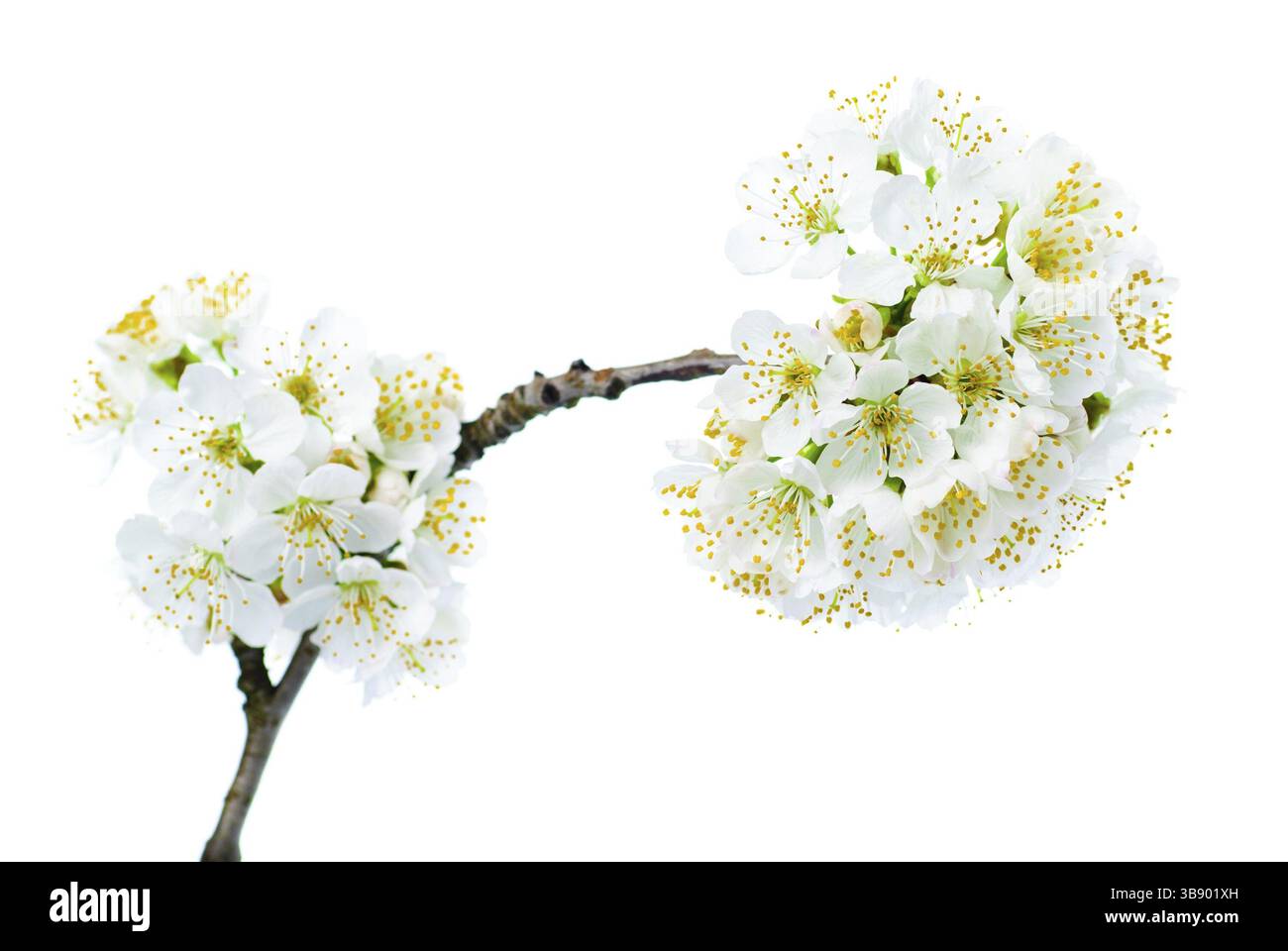 Kirschblüte isoliert auf weißem Hintergrund. Makro Stockfoto