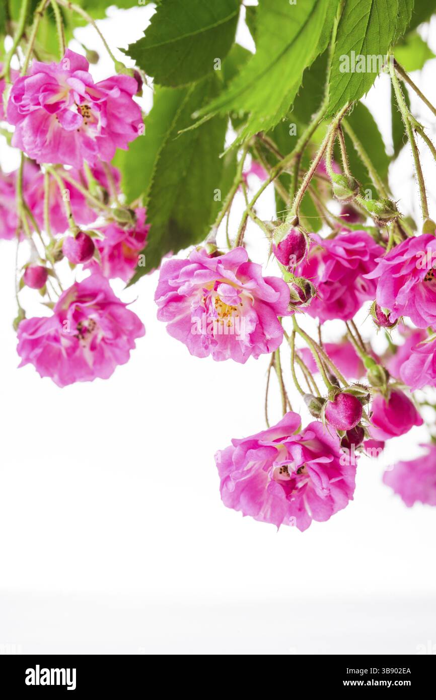 Rosa Rosenbusch isoliert auf weißem Hintergrund Stockfoto
