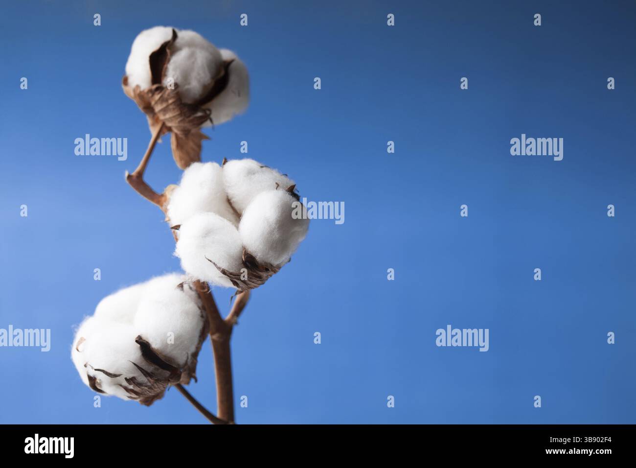 Baumwolle Blumen hautnah auf blauem Hintergrund Stockfoto