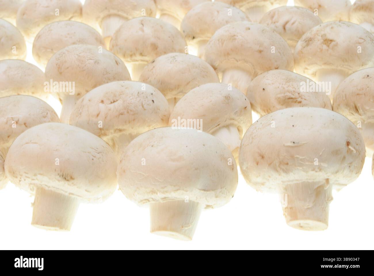 Goldenen Champignons Mashroom isoliert auf weißem Hintergrund Stockfoto