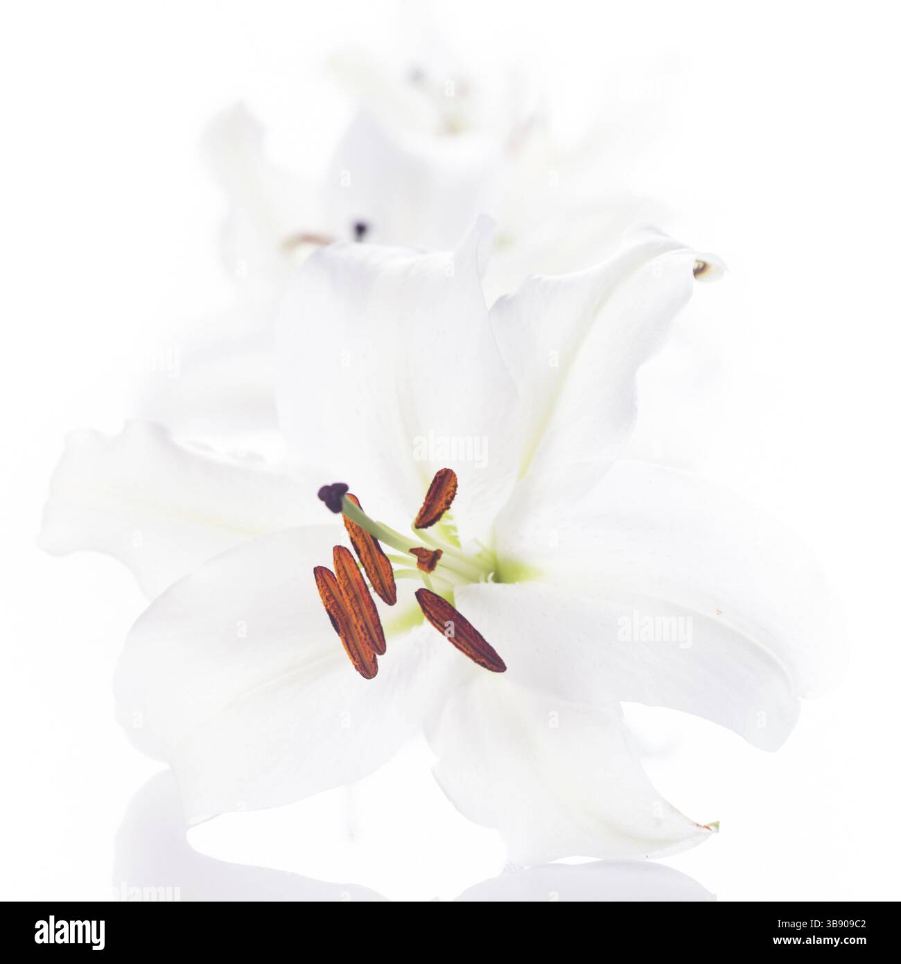 Weiße Lilie Blumen isoliert auf weißem Hintergrund Stockfoto