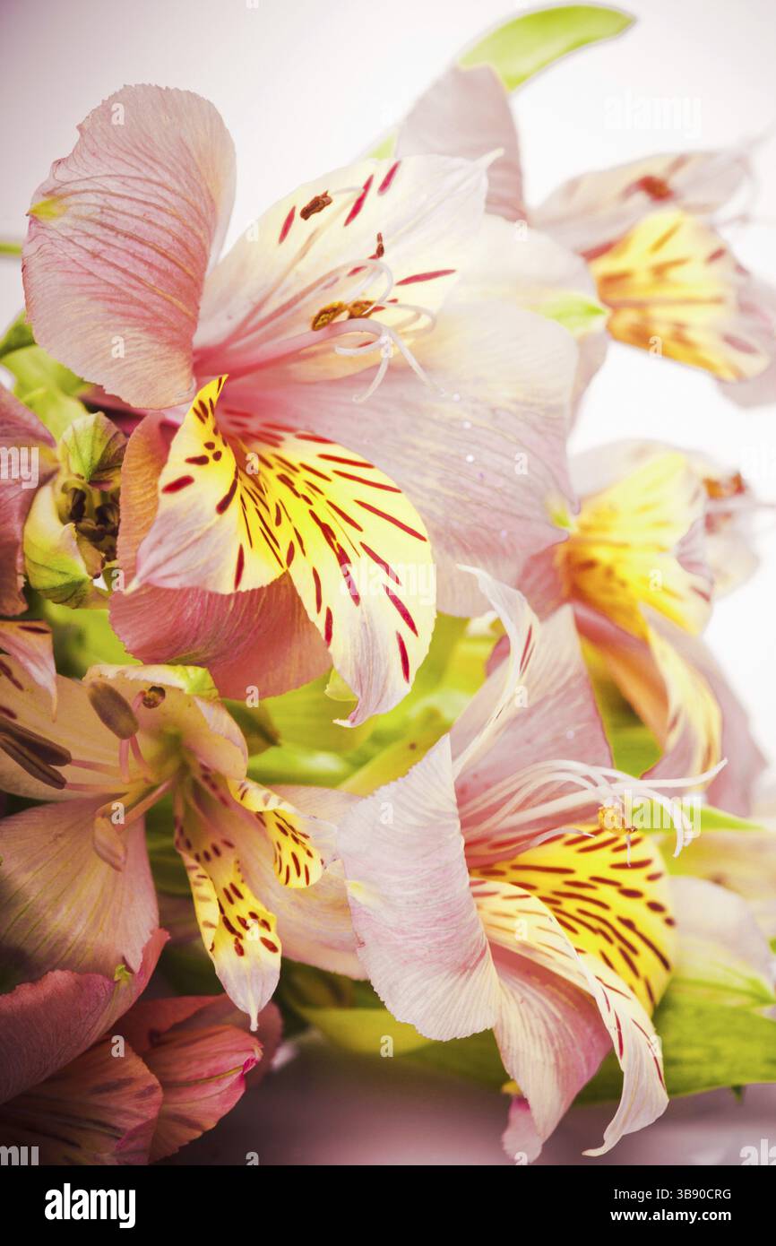 Rosa Alstroemeria isoliert auf weißem Hintergrund Stockfoto