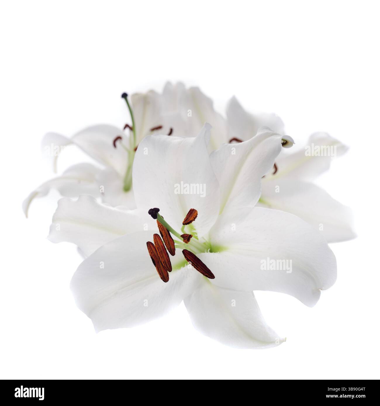 Weiße Lilie Blumen isoliert auf weißem Hintergrund Stockfoto