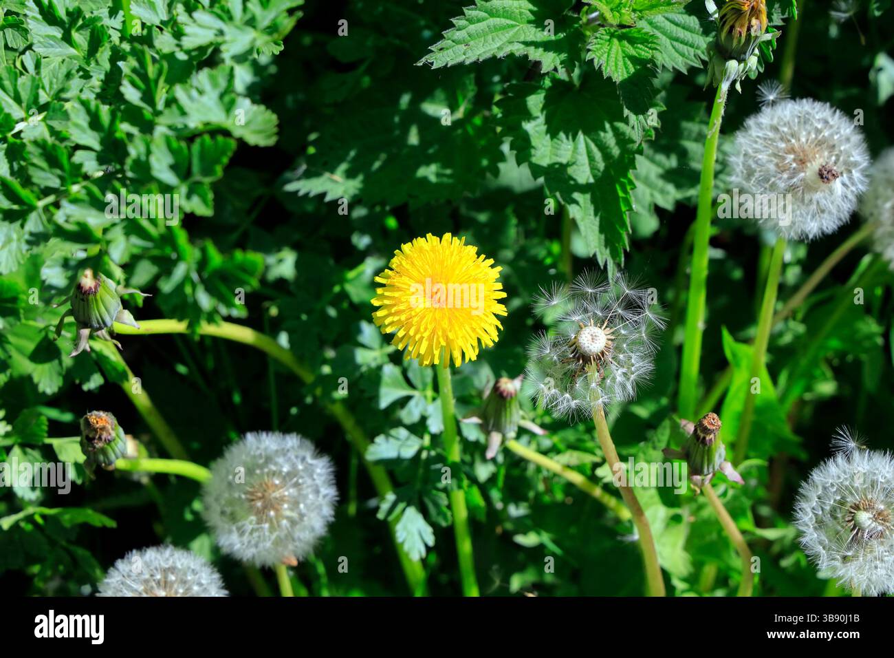 Löwenzahn Blumen- und Samenköpfe - taraxacum officinale - aufgenommen Mai 2025 Frühling Stockfoto