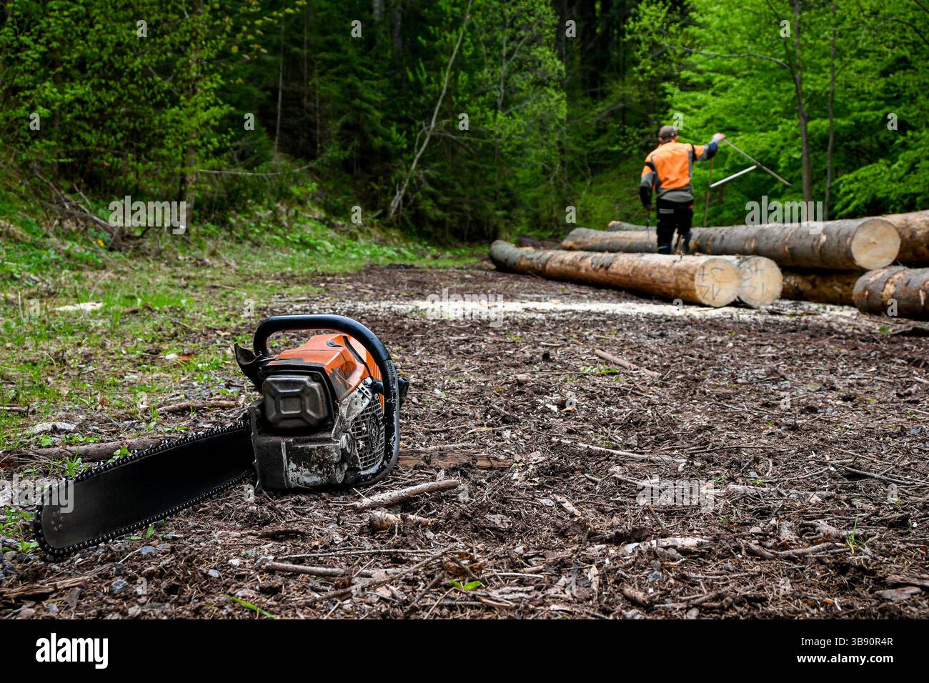 Die Motorsäge ruht auf dem Waldboden, während Holzfäller im Hintergrund Holzfähle misst. Stockfoto