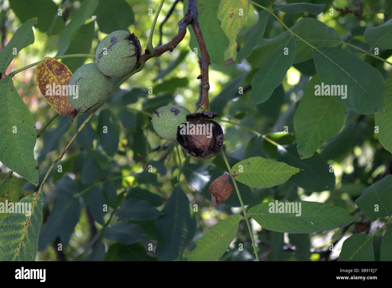 Bild einer Reifen Walnussfrucht im Laub eines Baumes. Stockfoto