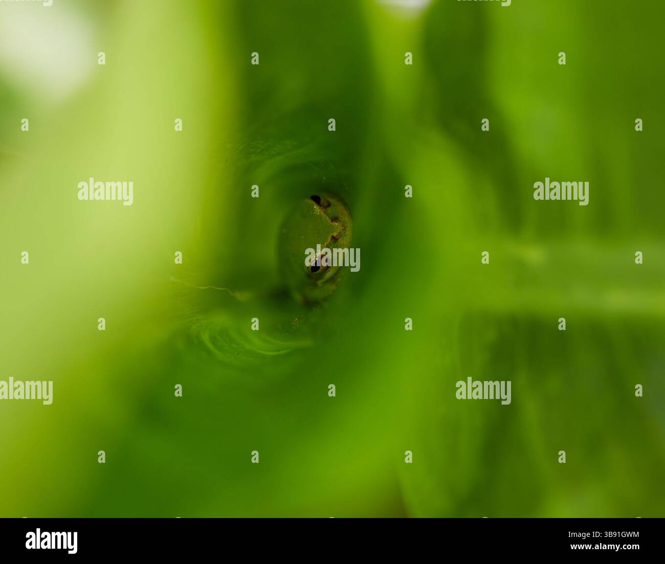 Der amerikanische grüne Baumfrosch ist mäßig groß. Es hat lange Beine, eine stromlinienförmige und schlanke Struktur und eine glatte Haut. Es hat große, hervorstehende Augen!!! Stockfoto