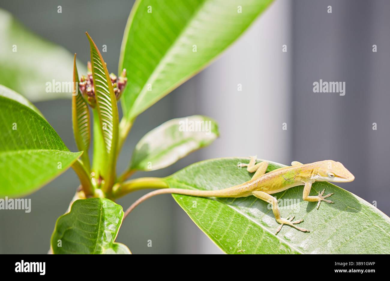 Anolis ist eine Gattung von Anolis, Leguan-Eidechsen der Familie Dactyloidae, die in Amerika beheimatet sind. Mit mehr als 425 Arten! Stockfoto