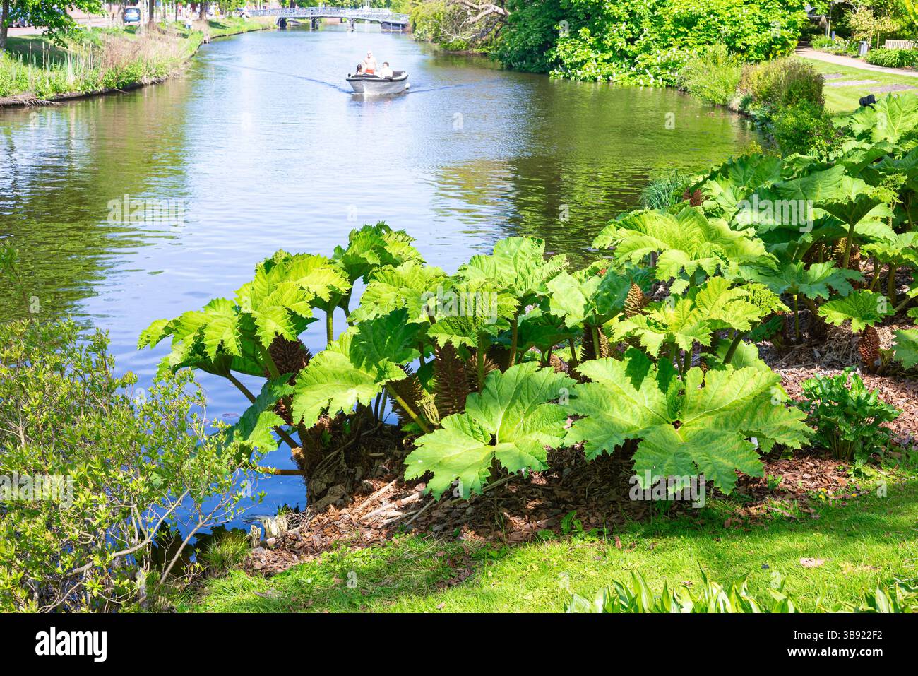 Gunnera tinctoria, bekannt als Riesenrhabarber am Wasser im botanischen Garten ¨Hortus Botanicus¨ der Universität Leiden, Niederlande Stockfoto