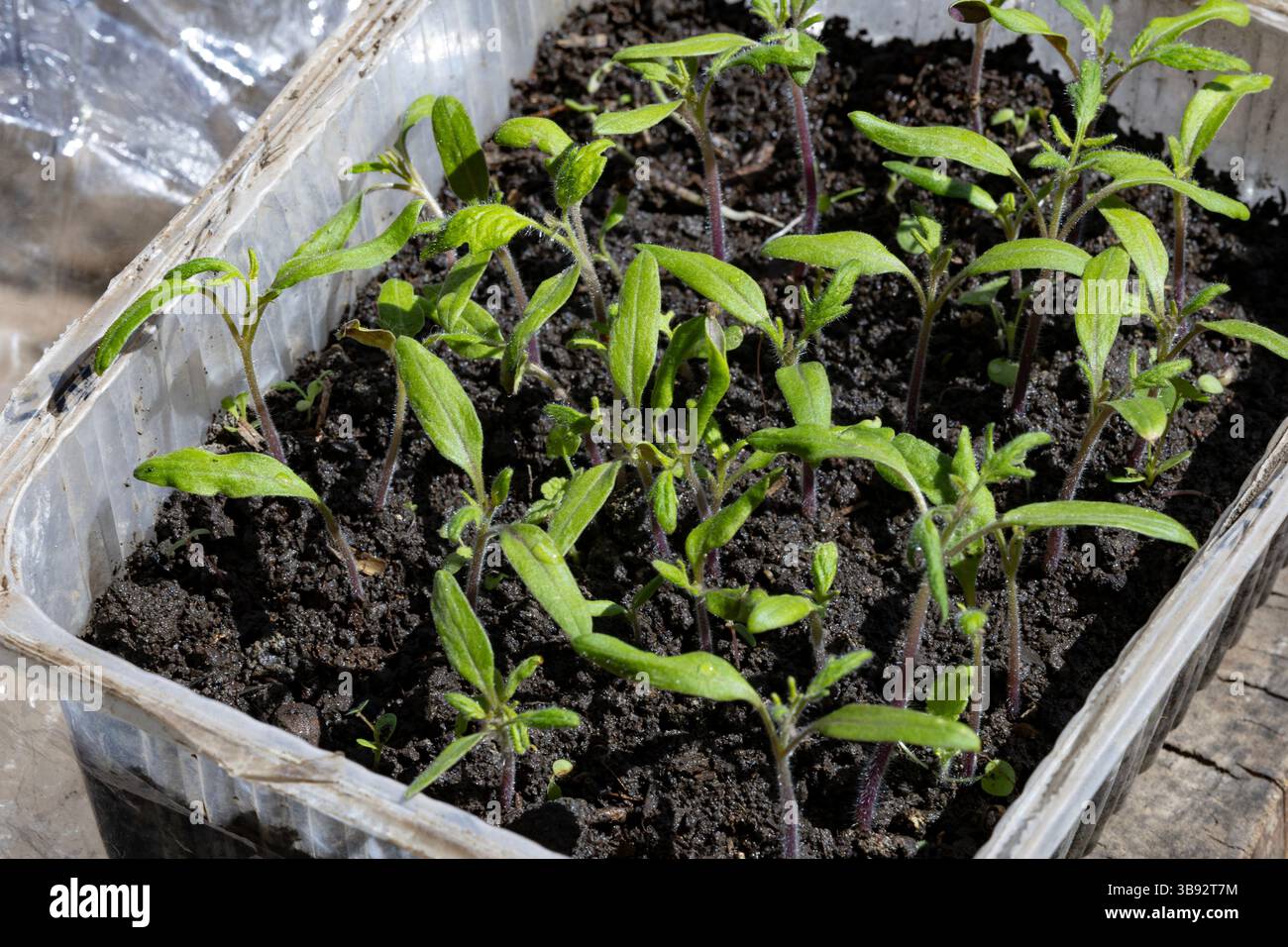 Tomatensämlinge in Kunststoffschale, Recyclingkonzept und Nachhaltigkeit. Junge Tomatenpflanzen, die in wiederverwendeter Kuchenbox sprießen. Stockfoto