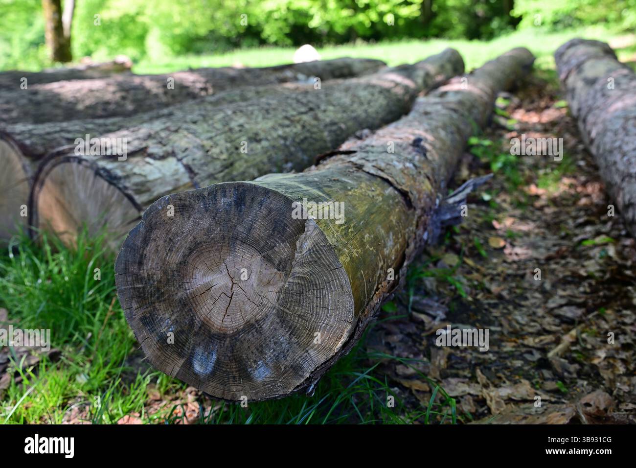Nahaufnahme eines Baumstamms mit sichtbaren Ringen, aufgenommen im ruhigen Naturpark Sengbachtal, Deutschland. Ein natürliches Muster, das das Alter des Baumes offenbart Stockfoto