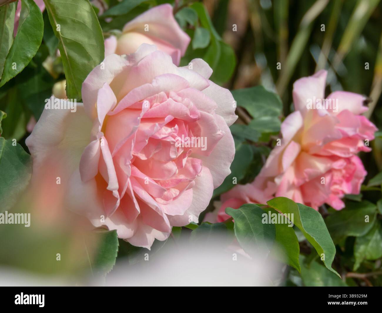 Rosafarbene, antike Kletterrosenblüte. Doppelt hängende Blumenköpfe im Garten. Wunderschöne Rosenblüten mit roten Blüten und üppigem grünem Laub. Stockfoto