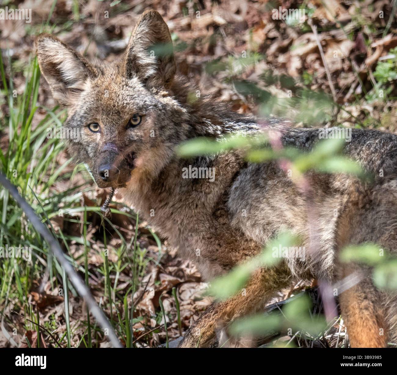 28. März 2023, Elkton, Oregon, USA: Ein Stück Metall hängt an der Schnauze eines wilden Koyoten auf einem bewaldeten Hügel in der Nähe des ländlichen Südwestens von Elkton. Der Wangenbereich des Tieres schien schwer infiziert zu sein. Das Metall ist möglicherweise ein Überrest einer Raubfalle. (Bild: © Robin Loznak/ZUMA Press Wire) Stockfoto