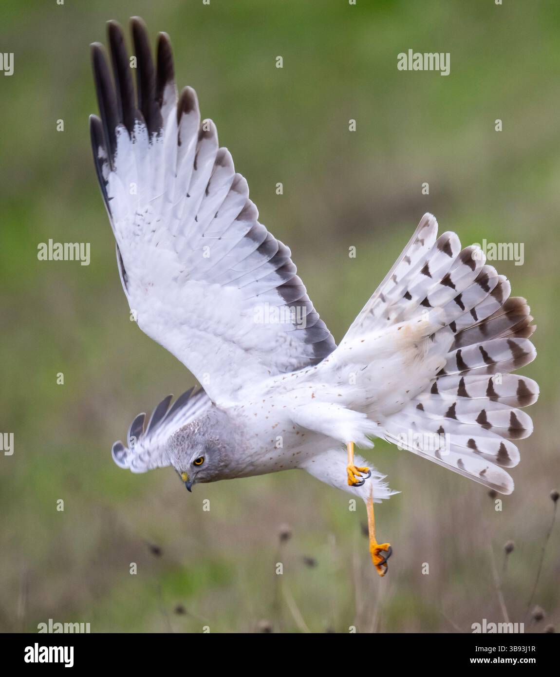 30. März 2023, Elkton, Oregon, USA: Ein männlicher harrier Falke jagt in einem offenen Feld nahe Elkton im Südwesten Oregons. Die Nordweiher sind die eulenähnlichsten Falken (obwohl sie nicht mit Eulen verwandt sind). Sie verlassen sich auf Hören und Sehvermögen, um Beute zu fangen. Nach Angaben der National Audubon Society ist der nördliche harrier aus vielen ehemaligen Nistgebieten verschwunden, insbesondere in südlichen Teilen des Gebirges, und Untersuchungen deuten darauf hin, dass er in Teilen Nordamerikas immer noch abnimmt. (Bild: © Robin Loznak/ZUMA Press Wire) Stockfoto