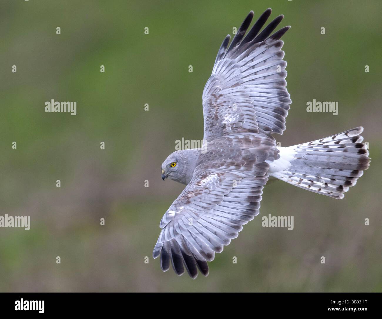 30. März 2023, Elkton, Oregon, USA: Ein männlicher harrier Falke jagt in einem offenen Feld nahe Elkton im Südwesten Oregons. Die Nordweiher sind die eisenähnlichsten Falken (obwohl theyâ nicht mit Eulen verwandt ist). Sie verlassen sich auf Hören und Sehvermögen, um Beute zu fangen. Nach Angaben der National Audubon Society ist der nördliche harrier aus vielen ehemaligen Nistgebieten verschwunden, insbesondere in südlichen Teilen des Gebirges, und Untersuchungen deuten darauf hin, dass er in Teilen Nordamerikas immer noch abnimmt. (Bild: © Robin Loznak/ZUMA Press Wire) Stockfoto