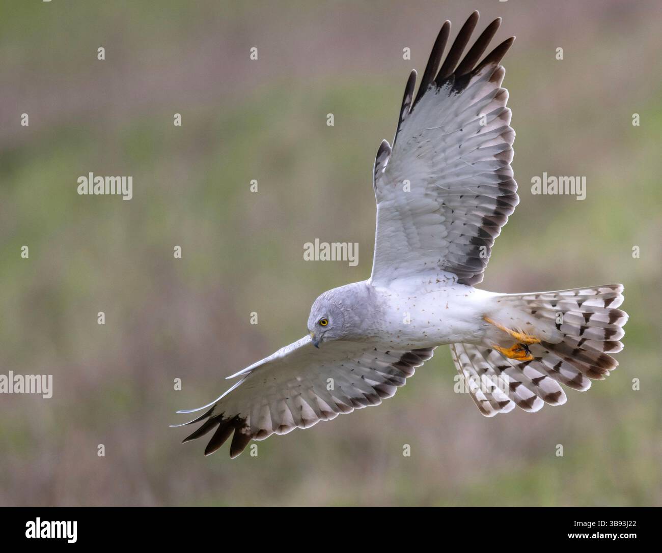 30. März 2023, Elkton, Oregon, USA: Ein männlicher harrier Falke jagt in einem offenen Feld nahe Elkton im Südwesten Oregons. Die Nordweiher sind die eisenähnlichsten Falken (obwohl theyâ nicht mit Eulen verwandt ist). Sie verlassen sich auf Hören und Sehvermögen, um Beute zu fangen. Nach Angaben der National Audubon Society ist der nördliche harrier aus vielen ehemaligen Nistgebieten verschwunden, insbesondere in südlichen Teilen des Gebirges, und Untersuchungen deuten darauf hin, dass er in Teilen Nordamerikas immer noch abnimmt. (Bild: © Robin Loznak/ZUMA Press Wire) Stockfoto