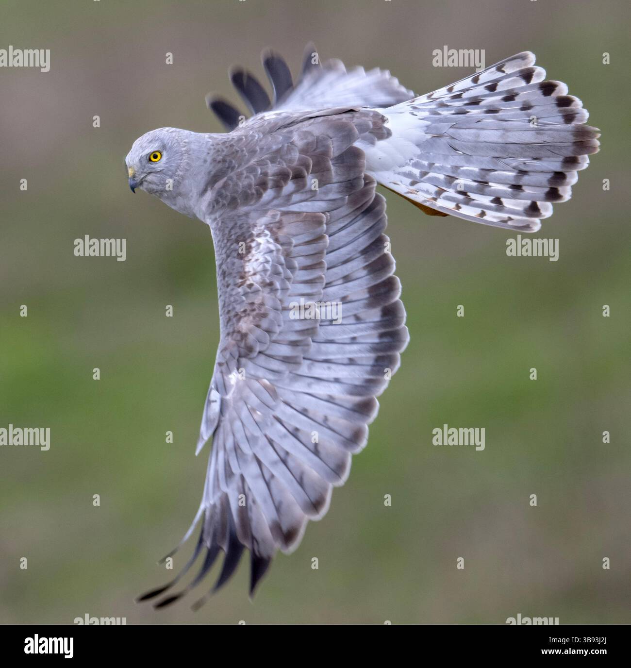30. März 2023, Elkton, Oregon, USA: Ein männlicher harrier Falke jagt in einem offenen Feld nahe Elkton im Südwesten Oregons. Die Nordweiher sind die eulenähnlichsten Falken (obwohl sie nicht mit Eulen verwandt sind). Sie verlassen sich auf Hören und Sehvermögen, um Beute zu fangen. Nach Angaben der National Audubon Society ist der nördliche harrier aus vielen ehemaligen Nistgebieten verschwunden, insbesondere in südlichen Teilen des Gebirges, und Untersuchungen deuten darauf hin, dass er in Teilen Nordamerikas immer noch abnimmt. (Bild: © Robin Loznak/ZUMA Press Wire) Stockfoto