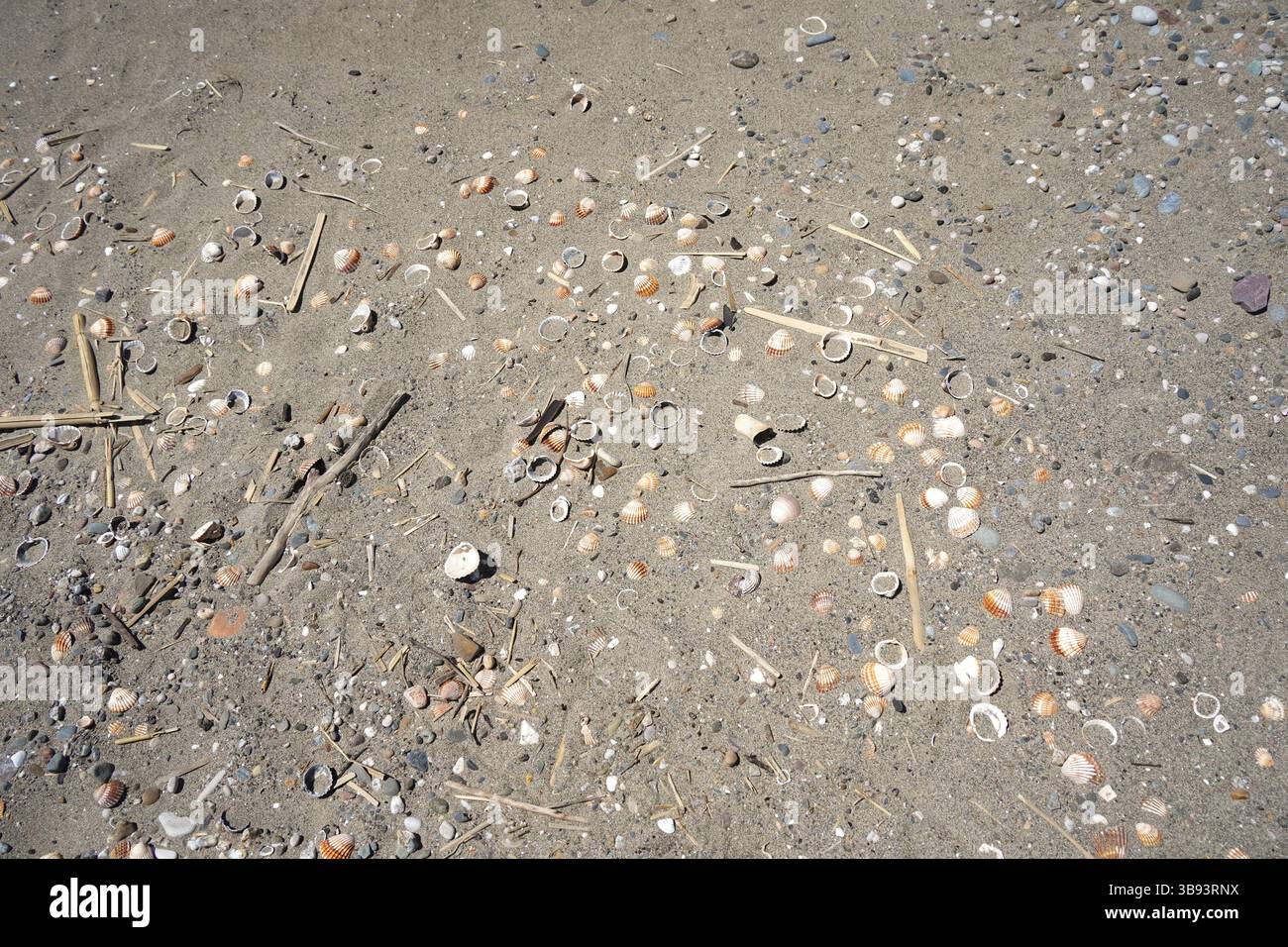 Muscheln wurden am Strand in Sand gewaschen. Spanien. Stockfoto
