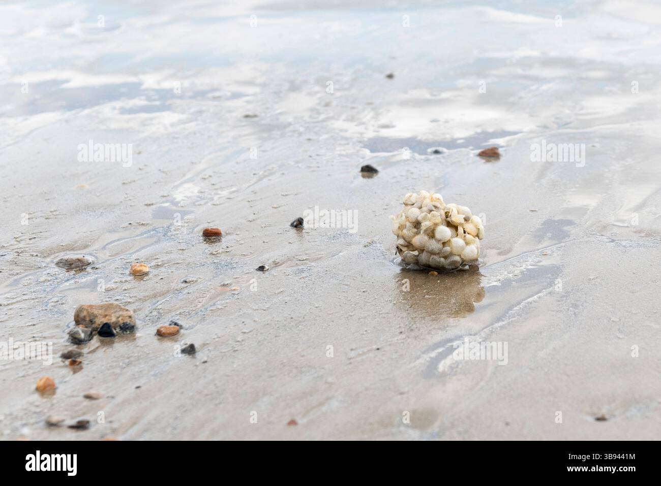 Eierwolken oder Meereswäschekugeln des Gemeinen Whelk Stockfoto