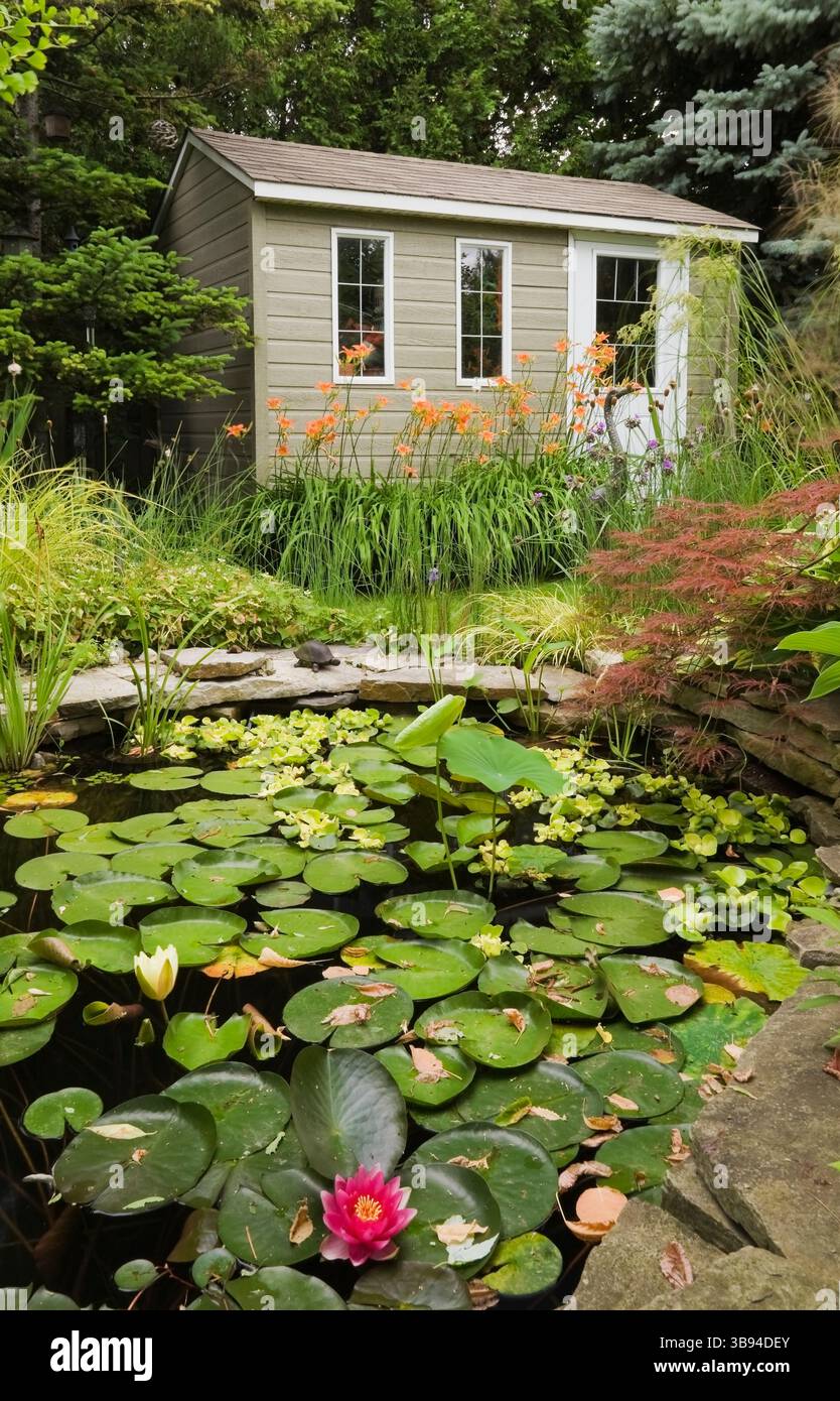 Teich mit Nymphaea - Wasserlilien und Gartenschuppen flankiert von orange Hemerocallis 'Sammy Russel' - Taglilienblumen im Garten im Sommer. Stockfoto