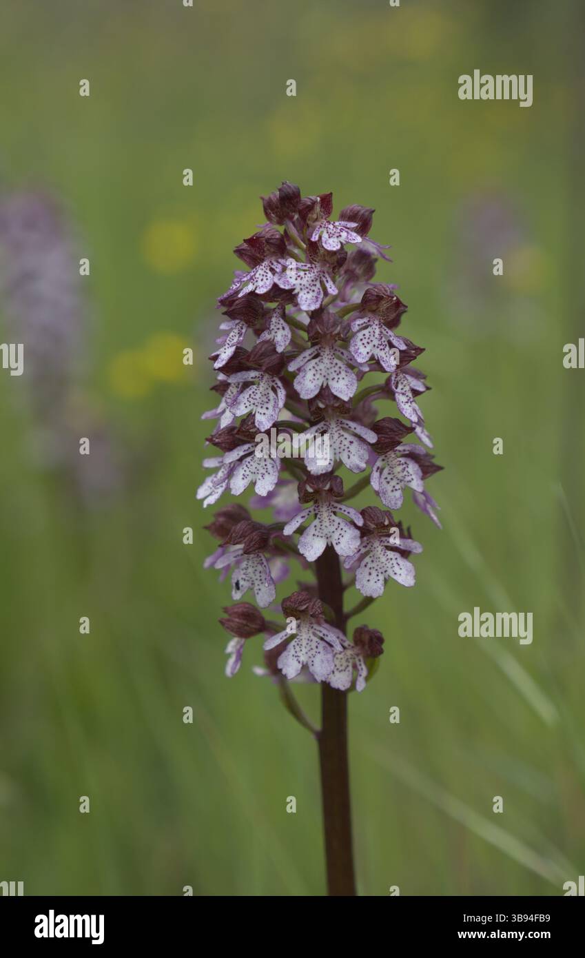 Orchis purpurea wilde Orchideen in der Nähe von Chiusi, Italien Stockfoto