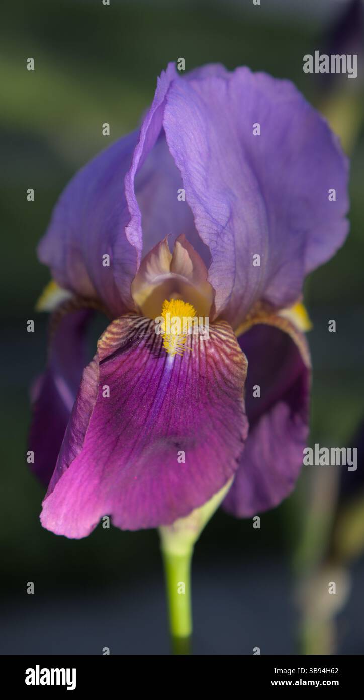 Eine violette Iris Blume Stockfoto