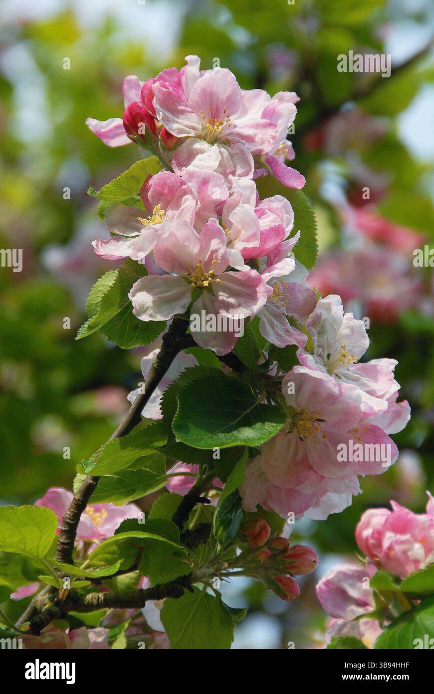 Apfelblüte ist ein Symbol des Friedens Stockfoto