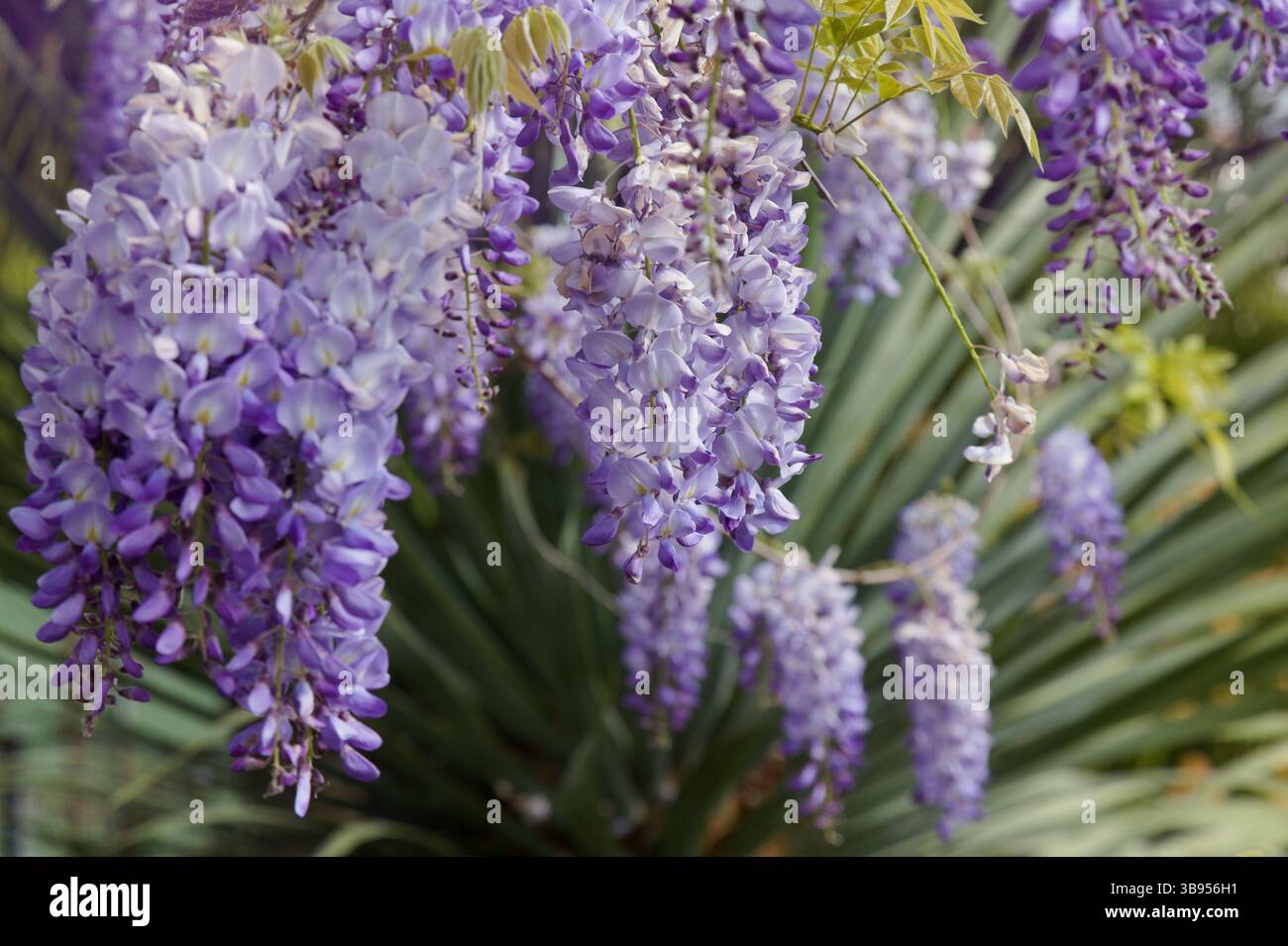 Blühende sanfte Flieder-Wisteria, natürlicher Makro-floraler Hintergrund Stockfoto