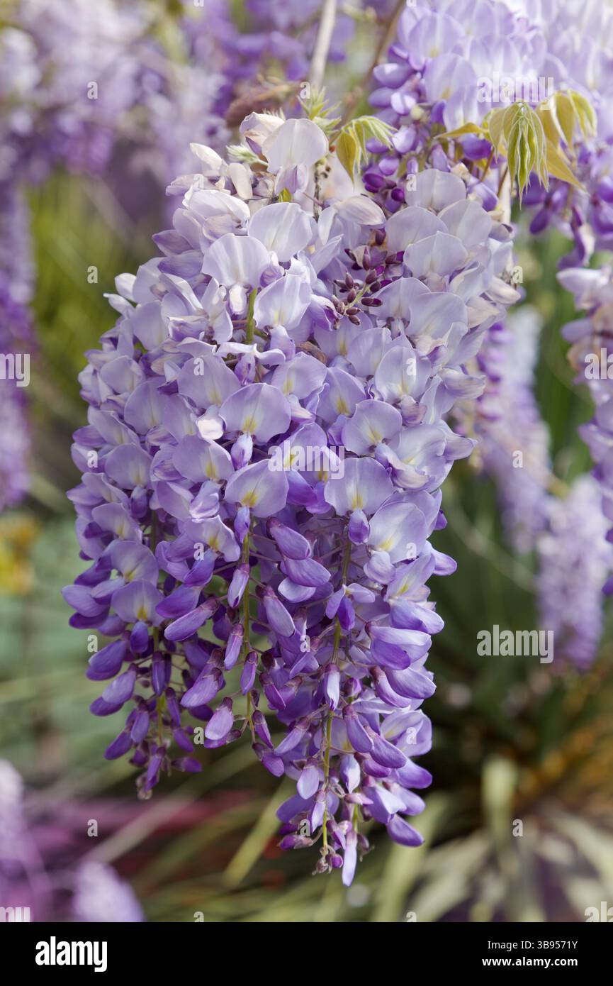 Blühende sanfte Flieder-Wisteria, natürlicher Makro-floraler Hintergrund Stockfoto