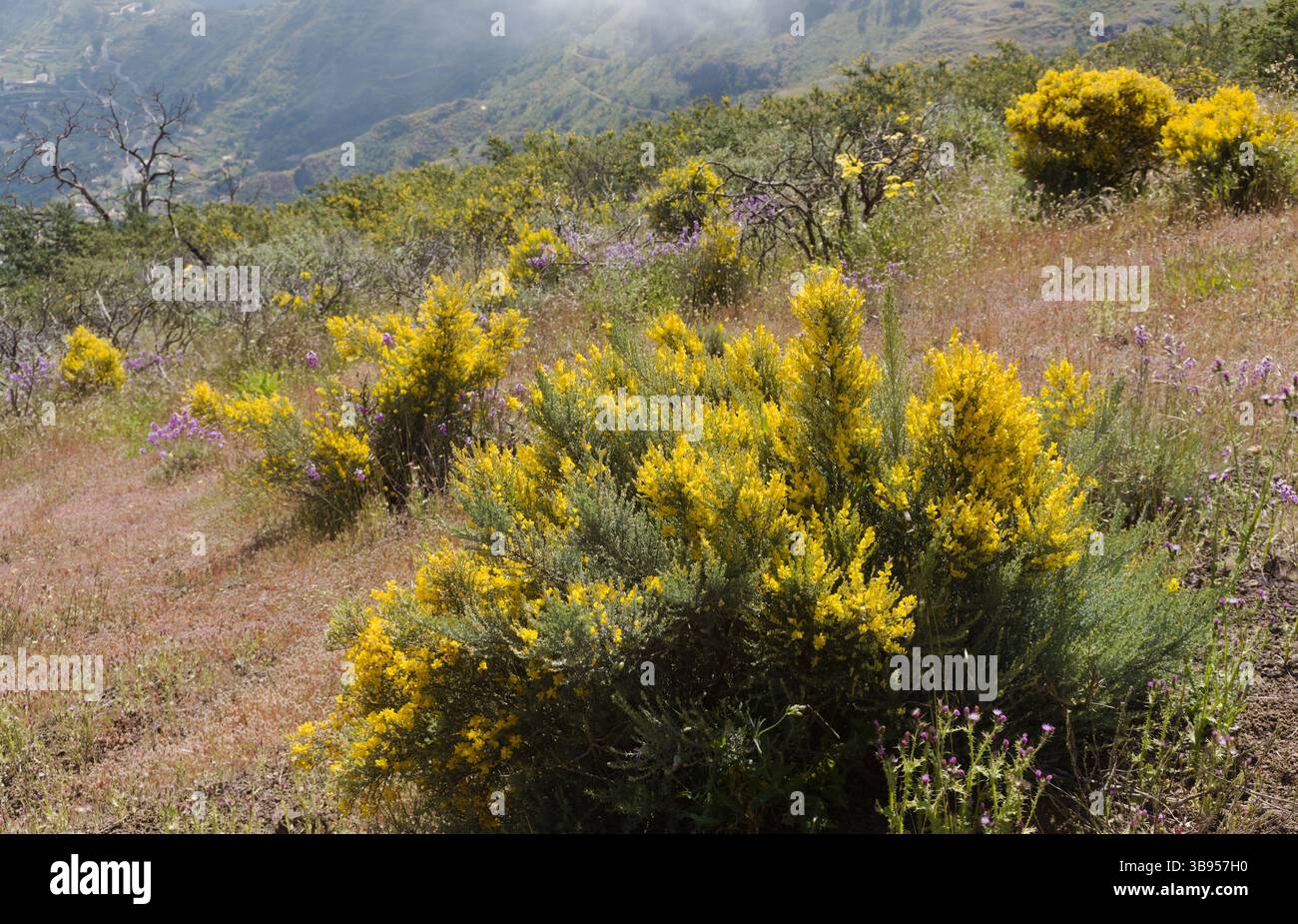 Flora von Gran Canaria - leuchtend gelbe Blüten von Feline microphylla, Besen endemisch auf der Insel, natürlicher makrofloraler Hintergrund Stockfoto