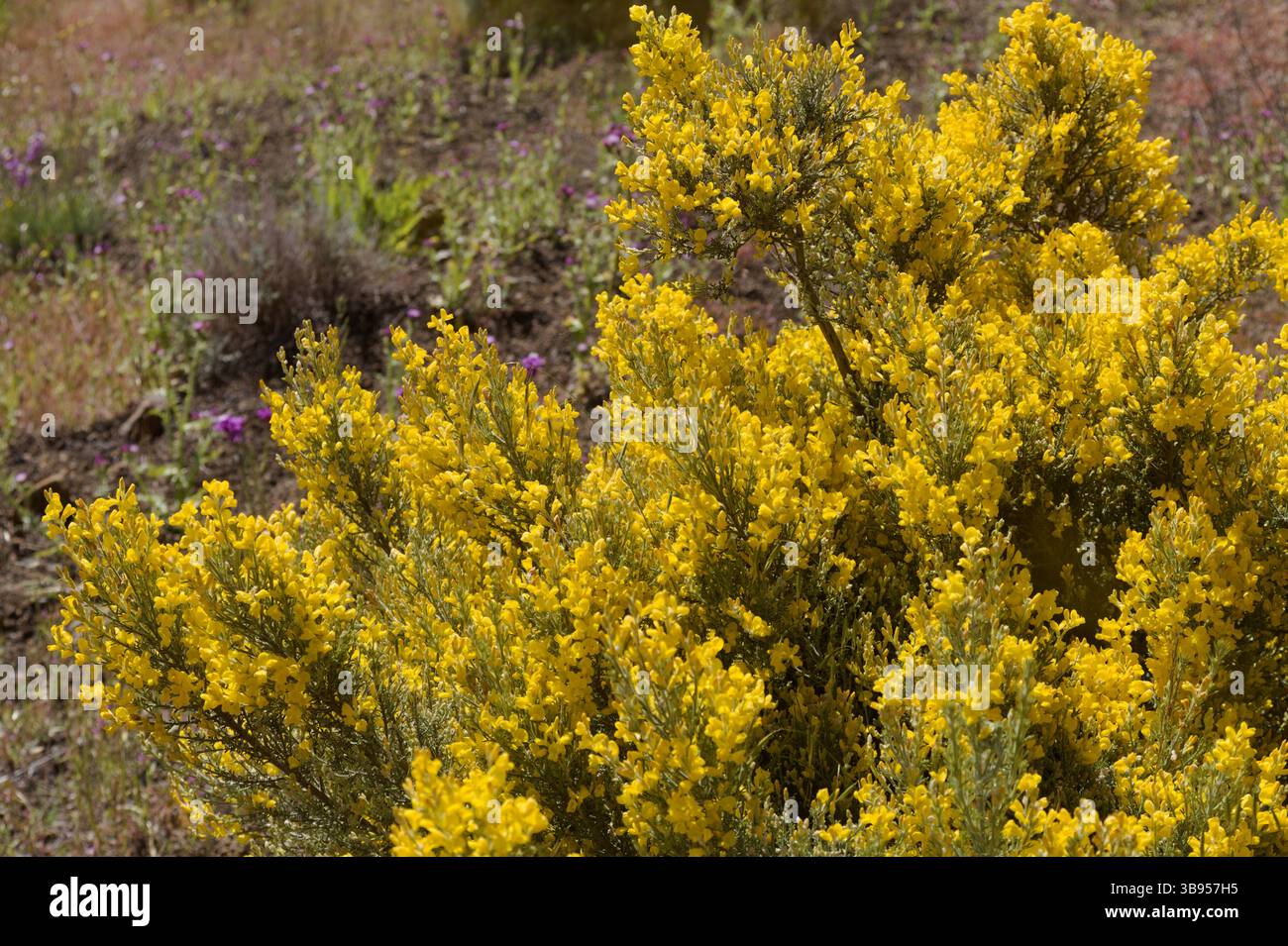 Flora von Gran Canaria - leuchtend gelbe Blüten von Feline microphylla, Besen endemisch auf der Insel, natürlicher makrofloraler Hintergrund Stockfoto
