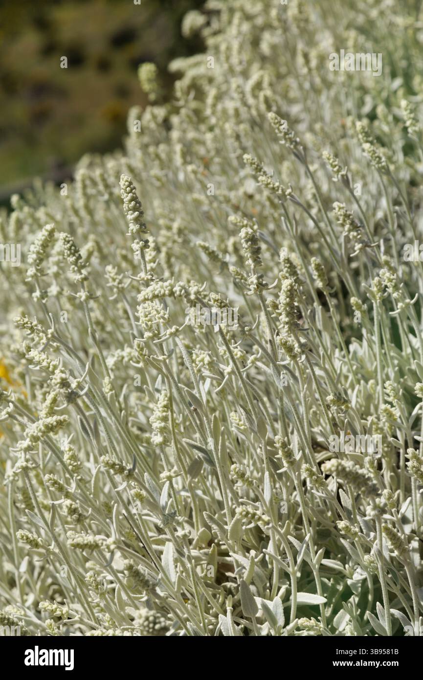 Flora von Gran Canaria - Sideritis dasygnaphala, weißer Bergtee von Gran Canaria, endemischer, natürlicher makrofloraler Hintergrund Stockfoto