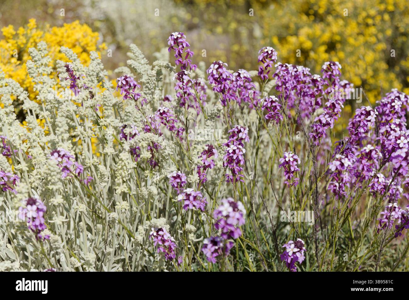 Flora von Gran Canaria - Fliederblüten der Kreuzblütenpflanze Erysimum albescens, endemisch auf der Insel natürlichen Makro-floralen Hintergrund Stockfoto