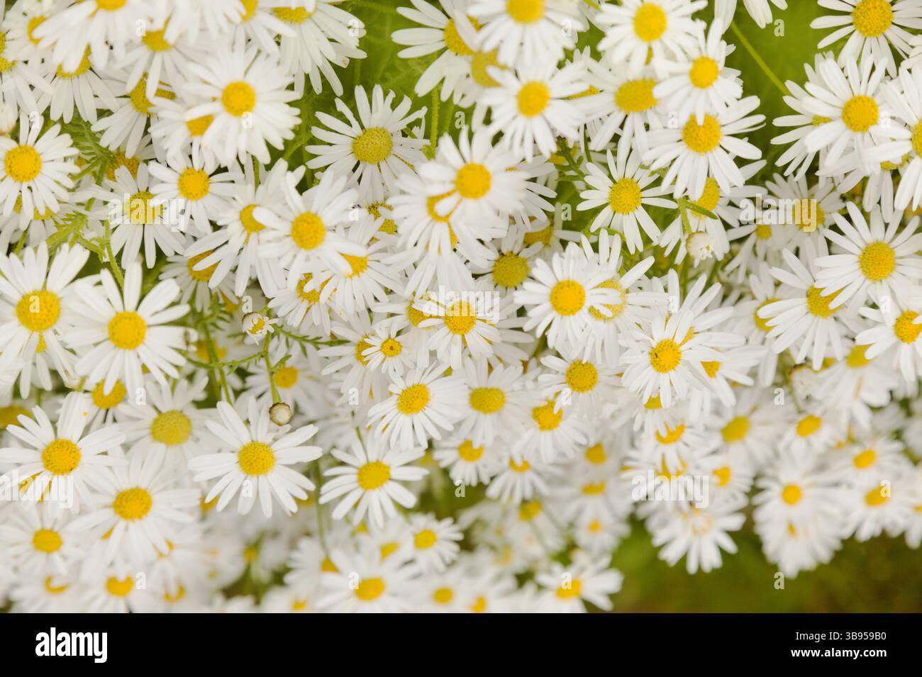 Flora von Gran Canaria - Argyranthemum, marguerite Gänseblümchen endemisch auf den Kanarischen Inseln Stockfoto