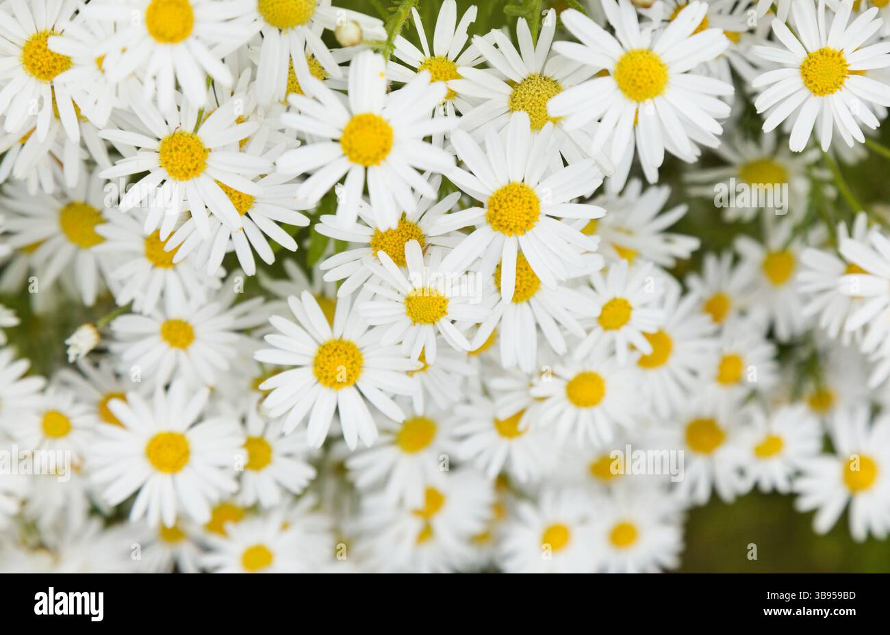 Flora von Gran Canaria - Argyranthemum, marguerite Gänseblümchen endemisch auf den Kanarischen Inseln Stockfoto